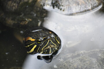 The head of a green turtle sticking out of the water