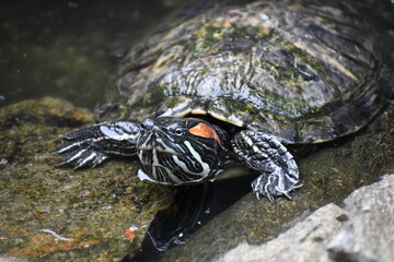 The head of a green turtle sticking out of the water