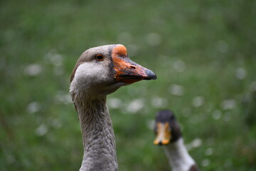Portrait of a duck that has plumage of brown color