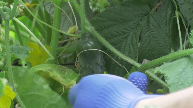 Workers pick cucumbers by hand in garden. Green leaves make natural backdrop, freshness of produce. Hand harvesting lets them choose best vegetables