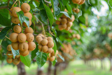 Longan orchards - Tropical fruits young longan in Thailand