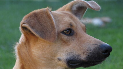 portrait of a red dog on a blurred background