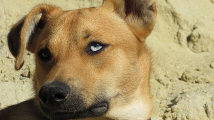 dog with different color eyes. young brown puppy. portrait of a dog