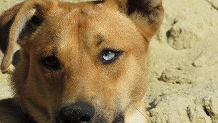 dog with different color eyes. young brown puppy. portrait of a dog