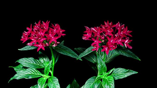 Pentas lanceolata or Egyptian Starcluster Species of Flowering Plant in the Madder Family. Red Flower Blooming in Time Lapse on a Black Background