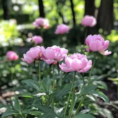 Peonies thriving beautifully.
