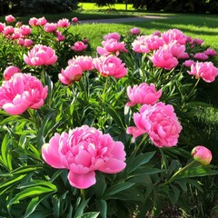 Fototapeta premium Peonies in full bloom.