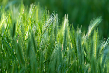 Obraz premium Spikelets of Hordeum murinum, close-up. wall barley or false barley.
