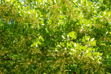 Obraz premium Blooming fragrant linden. Summer bloom.