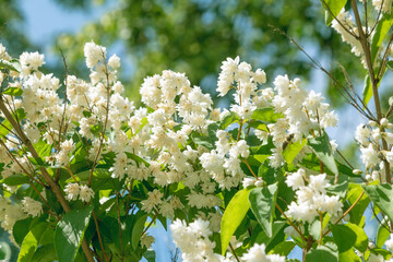 Beautiful white Deutzia flowers.