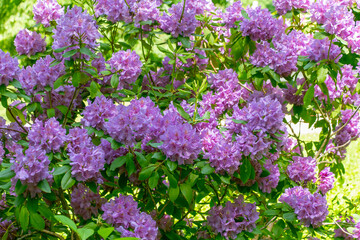 Obraz premium Beautiful purple flowers of Rhododendron catawbiense. Catawba rosebay