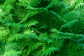 Green fern background. Onoclea sensibilis, the sensitive fern