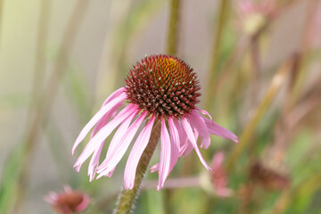 Beautiful flowers of Echinacea pallida, the pale purple coneflower. Decorative flowers.