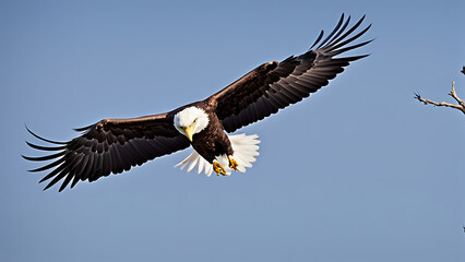 Obraz premium A majestic bald eagle soars high above, its wings spread wide against a pristine blue sky