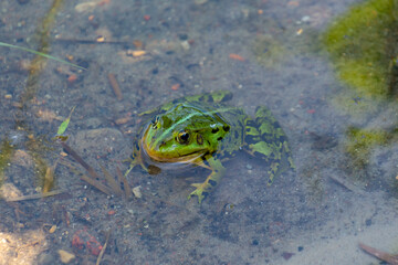 A green toad sits in a pond. Animals in the wild.