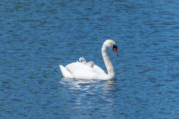 A mute swan with a chick on its back swims in a pond.