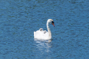 A mute swan with a chick on its back swims in a pond.