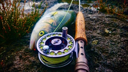 Silver fish caught on fly fishing rod and reel posed on black rocks with colorful seaweed - Powered by Adobe