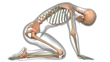 Human Skeleton System Bone Joints Anatomy