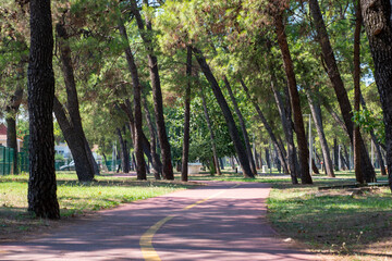 alley in the park modern urbanism green space, trees and footpath for recreation