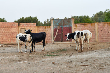 the cows playing with each others in the farm