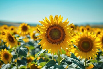 Fototapeta premium A vibrant sunflower stands tall amidst a field of golden blooms under a clear blue sky, radiating warmth and natural beauty.