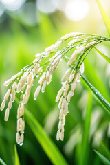 Fototapeta premium Ripe rice grain on field for vertical background and social media