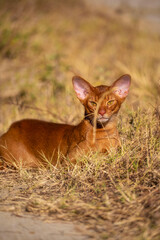 Fototapeta premium Close-up portrait of brown cute domestic abyssinian cat on green grass in a park