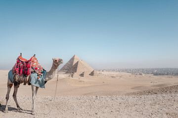 Dromadaire devant les grandes pyramides d'égypte au Caire
