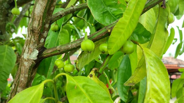 garcinia plant with fruits