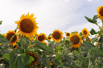 A field of sunflowers with a clear blue sky in the background