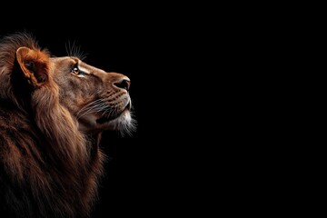 Photo of a lion isolated against a black background, emphasising the lion's majestic features. Wildlife and conservation concept, space for copy.