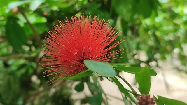 calliandra pllant with red flower