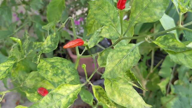 Red cilli peppers (Capsicum frutescens) growing, hanging from a garden tree,  pot close-up