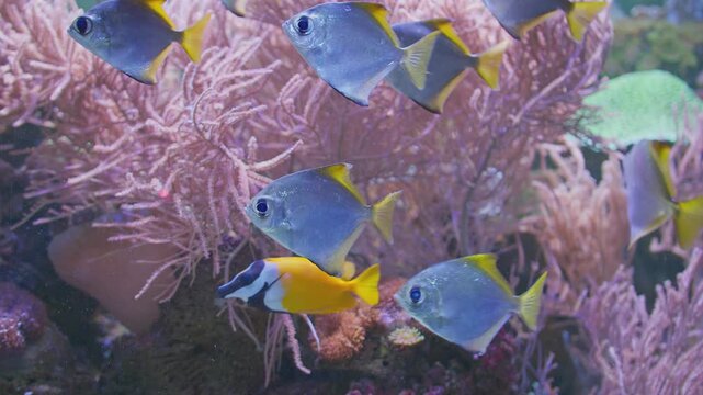 Colorful surgeonfish fishes sea aquarium coral reef water
