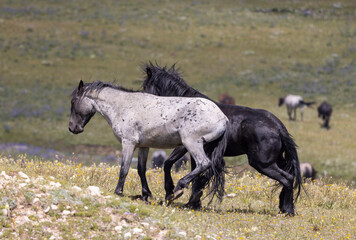 Wild Horse Stallions Sparring in the Pryor Mountains Montana in Summer