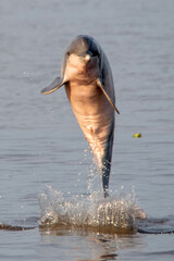 dolphin jumps from the river