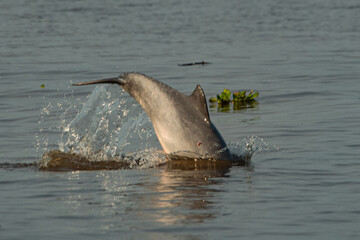 Fototapeta premium A dolphin jumps out of the river, look on its back, there is a fish that parasitizes the dolphin, candiru is its name
