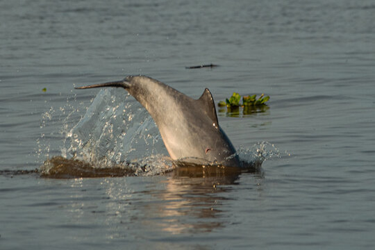 A dolphin jumps out of the river, look on its back, there is a fish that parasitizes the dolphin, candiru is its name