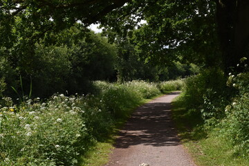 Fototapeta premium a walk along the grand Western canal in tiverton, Devon