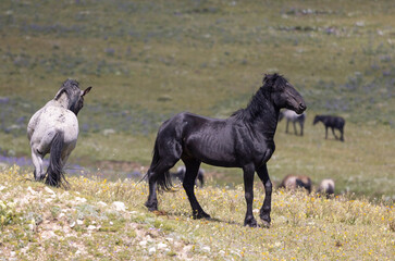 Wild Horse Stallions Sparring in the Pryor Mountains Montana in Summer