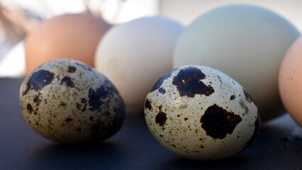 Hühnereier und Wachteleier, Eier in Nahansicht