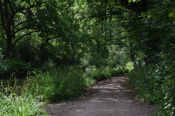 a walk along the grand Western canal in tiverton, Devon