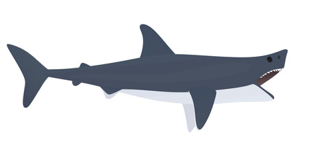 Big shark with open mouth. vector