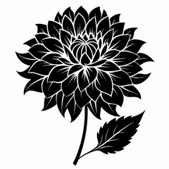 Dahlia Black silhouette