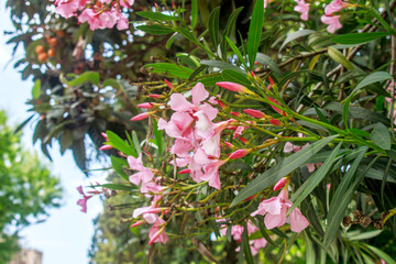 pink oleander flowers and leaves 