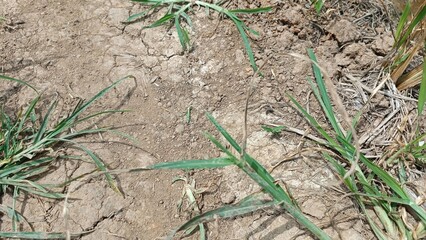 A patch of dirt with some grass and weeds growing on it