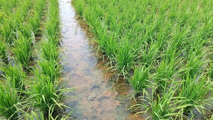 A field of green grass with a small stream running through it