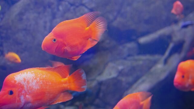 Colorful surgeonfish fishes sea aquarium coral reef water