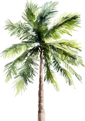 Royal palm tree watercolor painting isolated on transparent background.